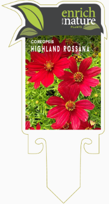 Coreopsis highland.png